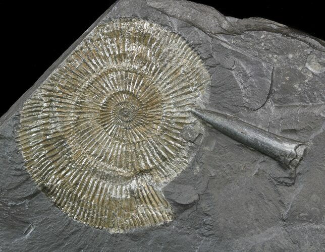 Dactylioceras Ammonite & Belemnite - Posidonia Shale #52926